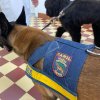 Cães da Guarda Municipal de Santos visitam a Santa Casa